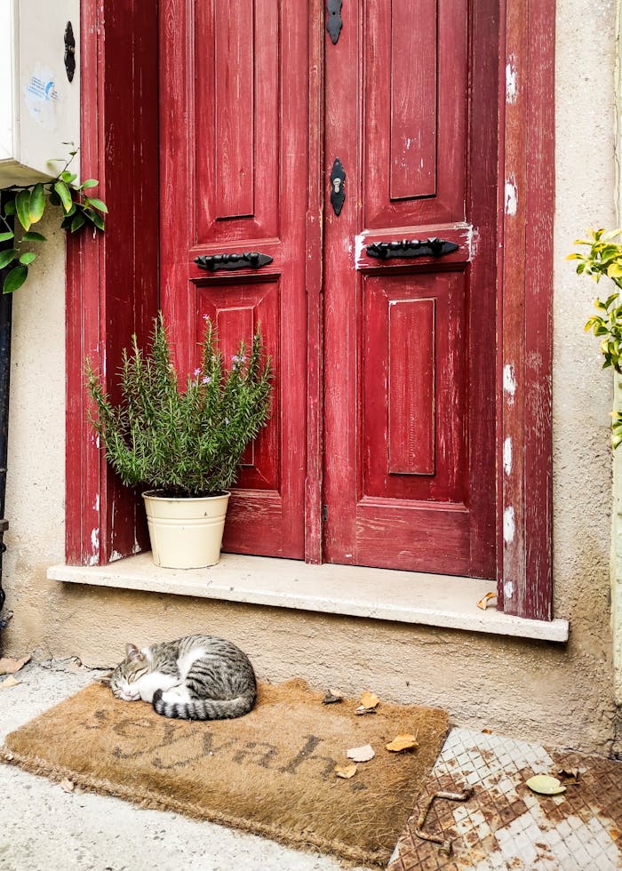 A cute cat sleeping on a doormat beside a red wooden door with a potted plant.